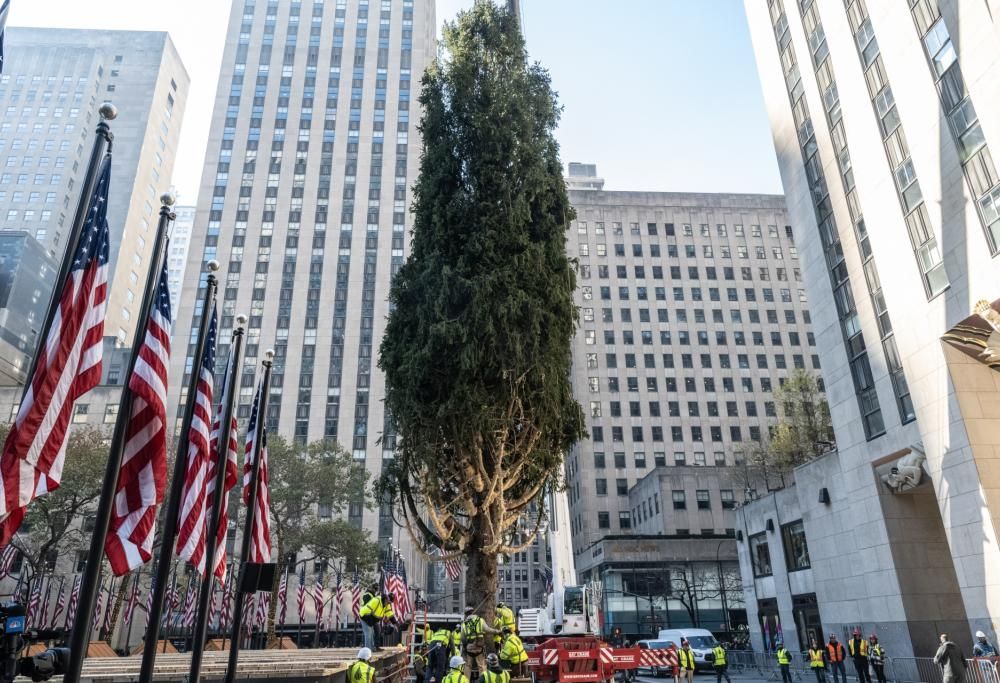 A New York è già arrivato il grande albero di Natale del Rockefeller Center: il video
