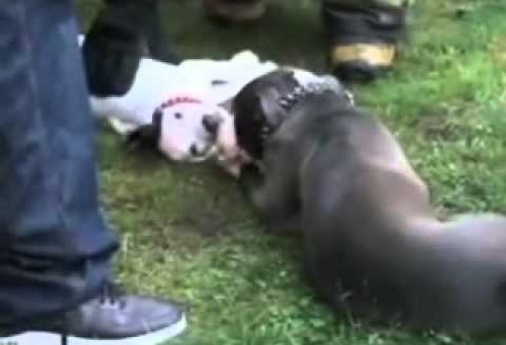 Incendio in una casa. Una madre e il suo cucciolo sono ancora all’interno.