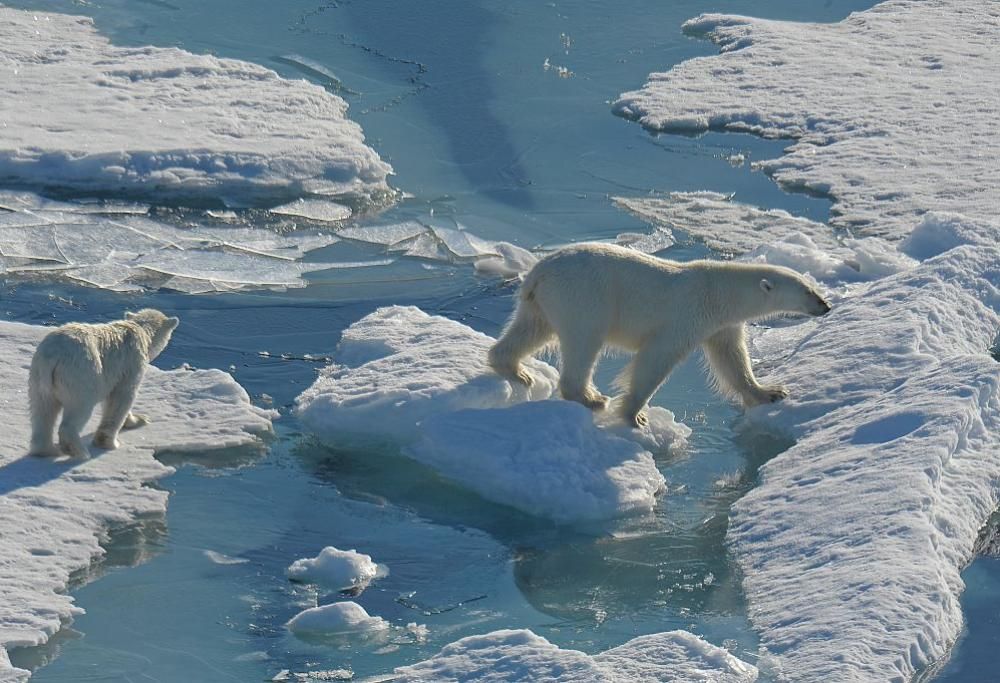 Cuccioli di orsi polari in pericolo, il latte materno è alterato a causa dell’inquinamento ambientale