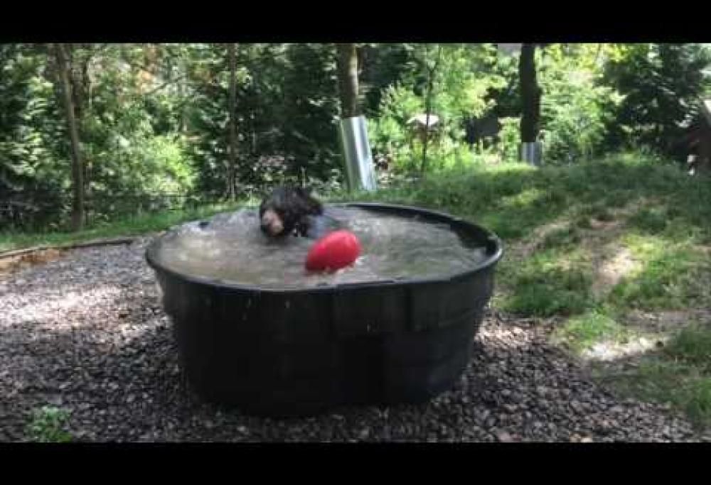 Caldo? Invidierete tantissimo quest’orso bruno.