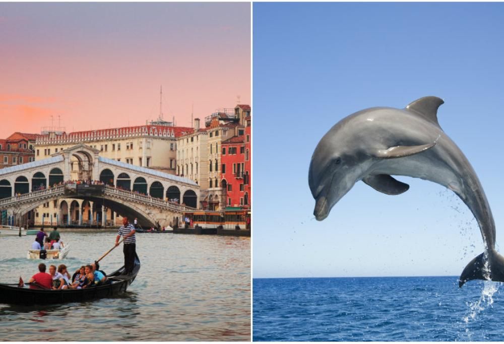 Un delfino a Venezia