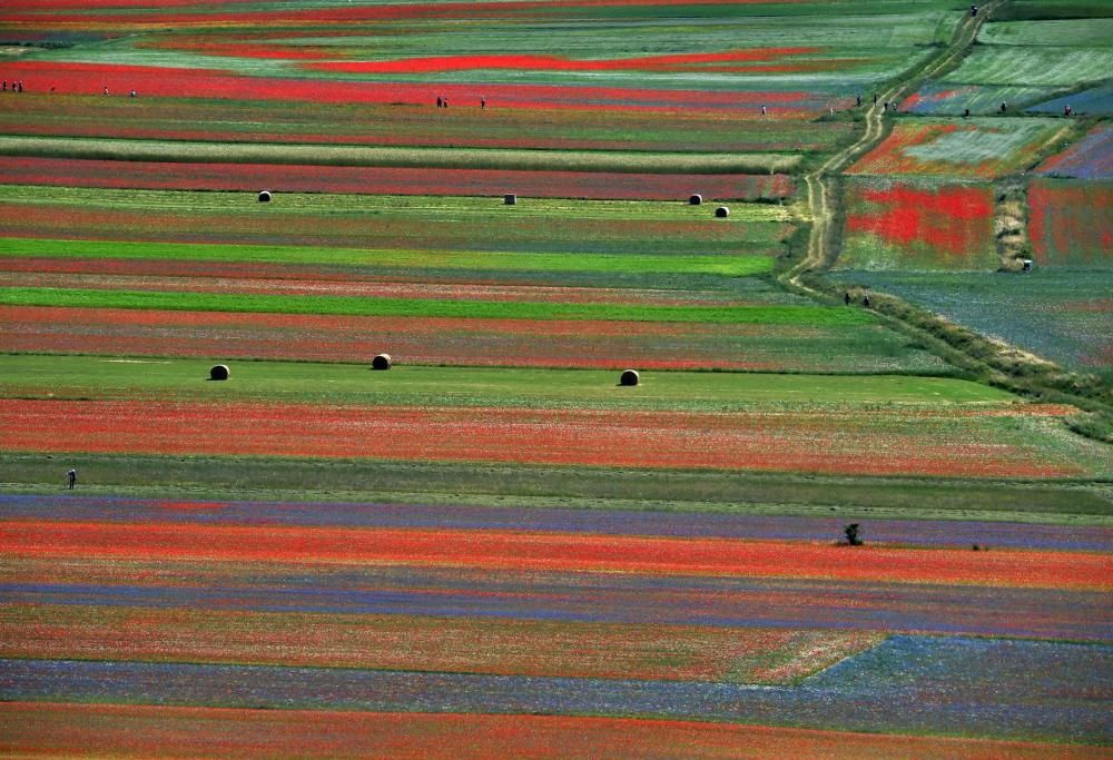 Castelluccio di Norcia: la spettacolare fioritura