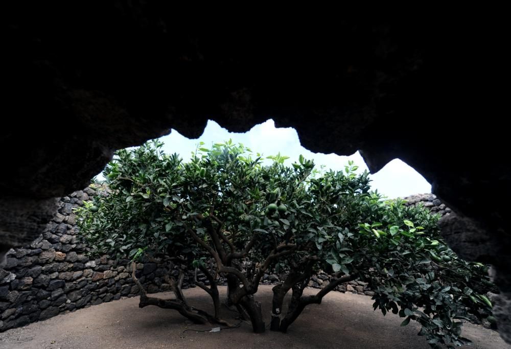 Agrumi e leggende: i magici giardini di Pantelleria
