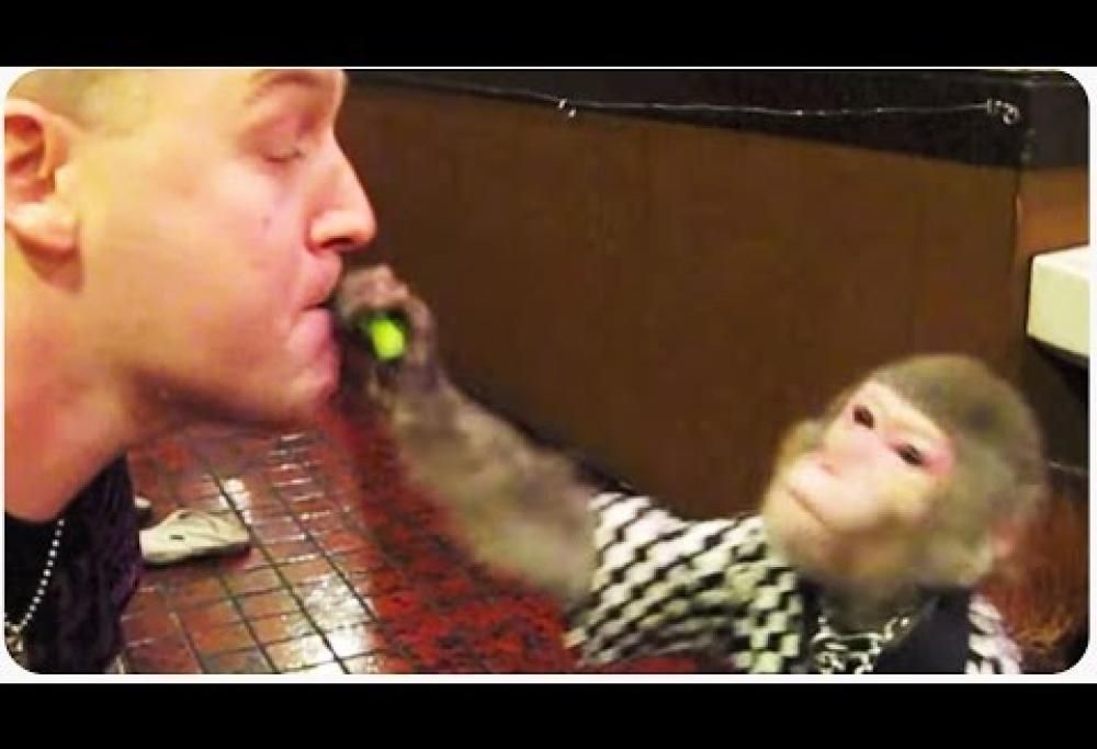 In questo ristorante le scimmie servono ai tavoli