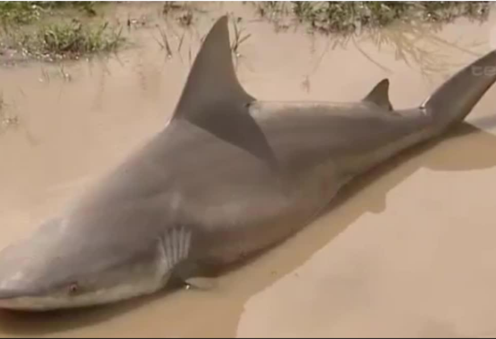 Incredibile: uno squalo è scaraventato dal ciclone in una strada cittadina