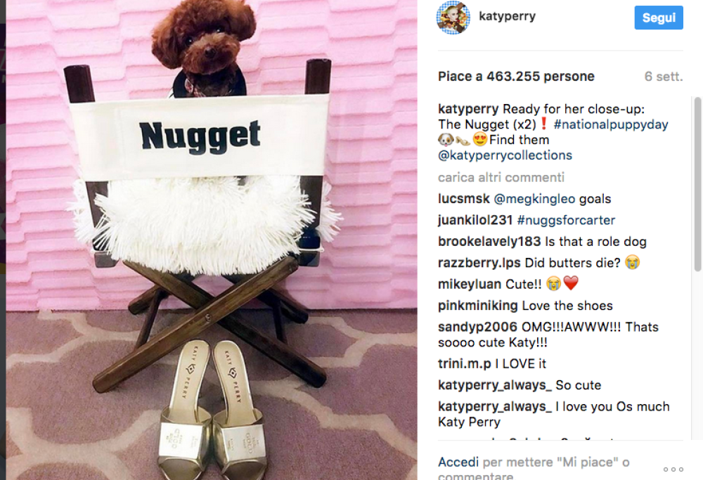 Katy Perry: il suo barboncino sta diventando una vera celebrità