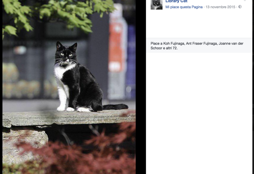 E ora il gatto dell’Università di Edimburgo diventa protagonista di un libro