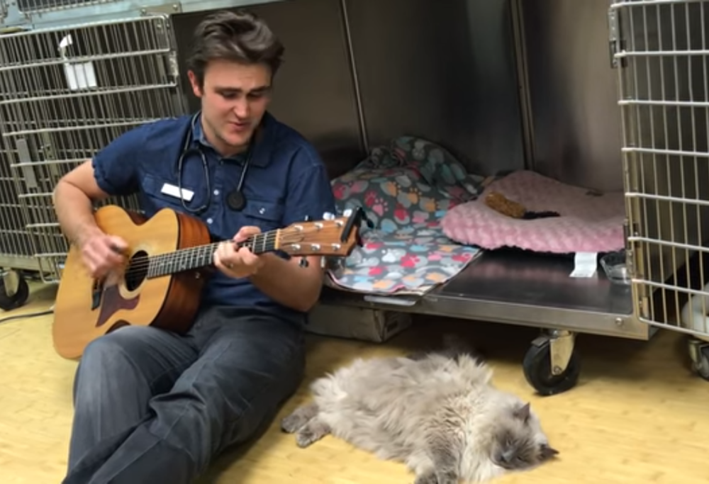 Il veterinario suona per i suoi pazienti