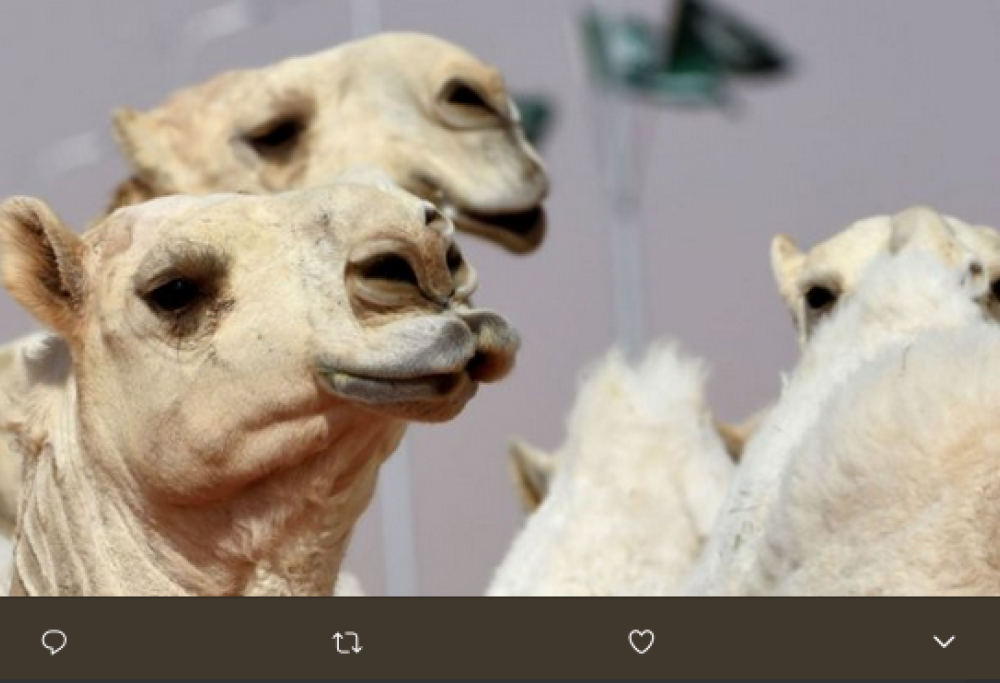 Ma.. quel cammello ha fatto il botox! L’incredibile storia di un concorso di bellezza