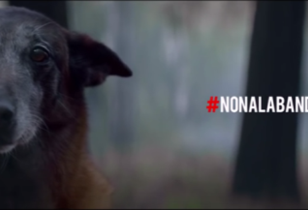 Diciamo NO all’abbandono dei cani