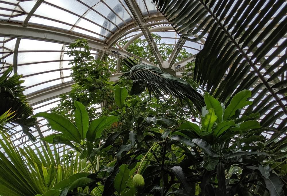 Un trionfo di colori e bellezza: la visita virtuale ai Royal Kew Gardens è emozione pura