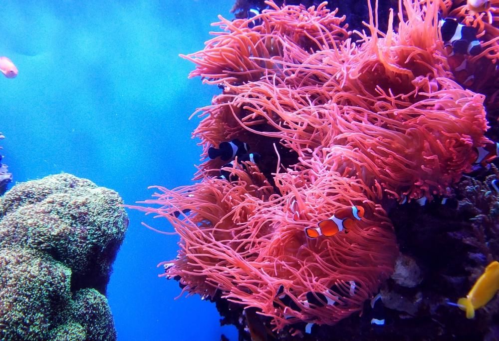 Tutta la bellezza dell’Oceano: l’incredibile museo sottomarino dedicato ai coralli