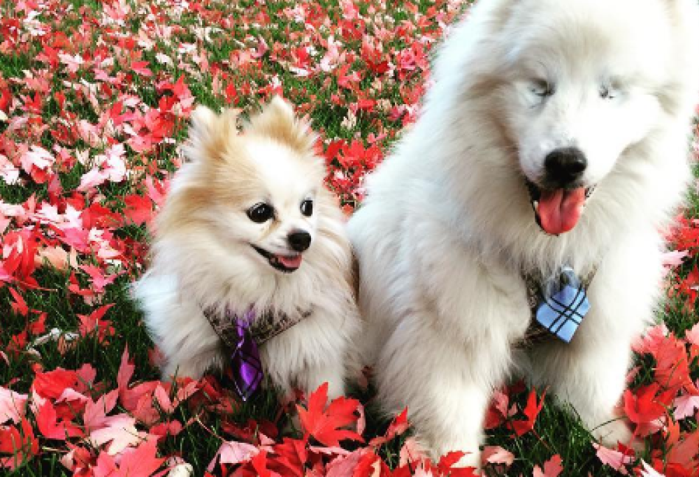 “The fluffy duo”. Storia di un’amicizia a quattro zampe