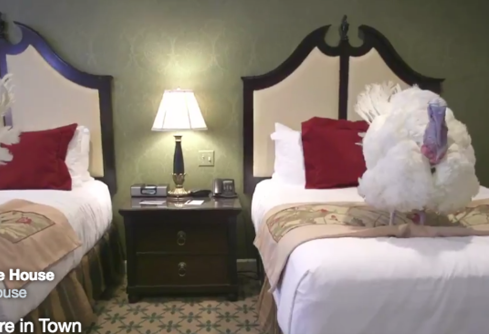 Il Presidente Trump grazia i tacchini del Giorno del Ringraziamento. E offre loro una notte in un hotel di lusso