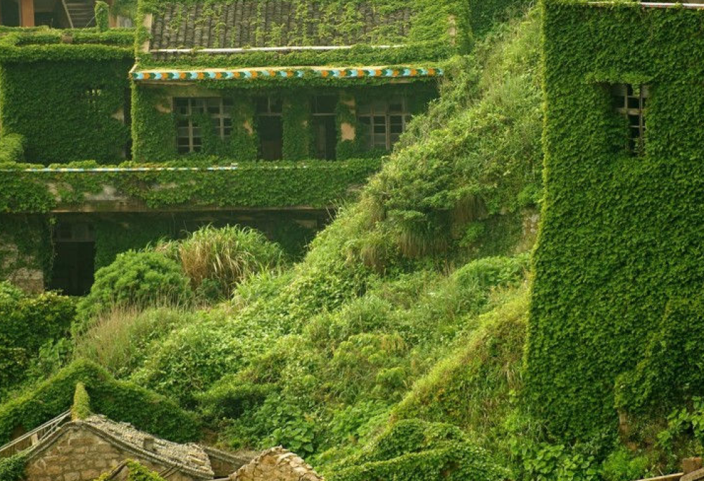 In Cina c’è un villaggio ricoperto di edera