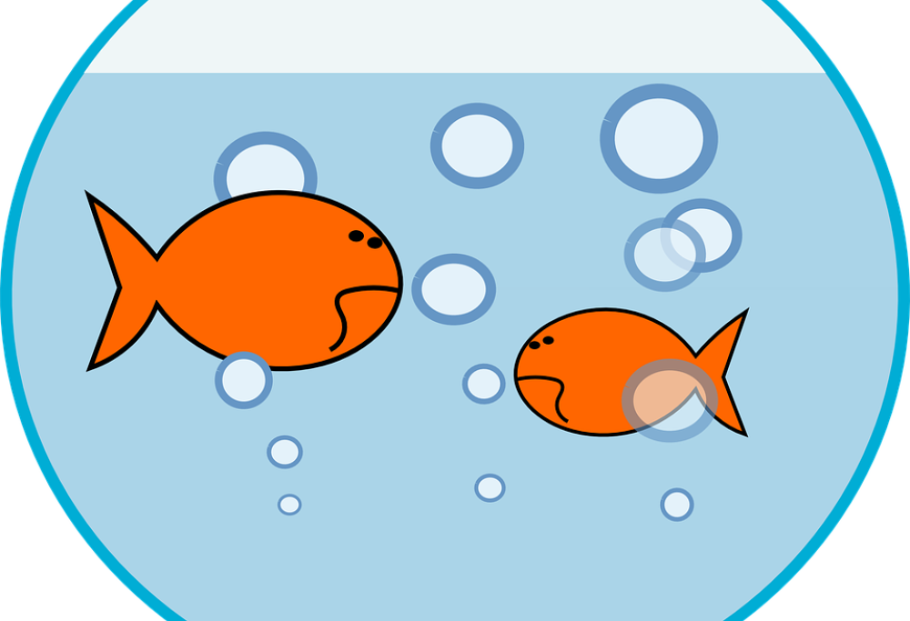 L’enigma escogitato da Einstein che sta facendo impazzire il web