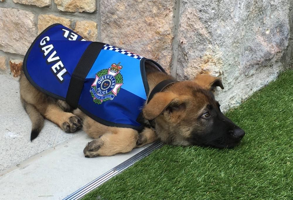 Cane poliziotto licenziato: troppo tenero coi criminali