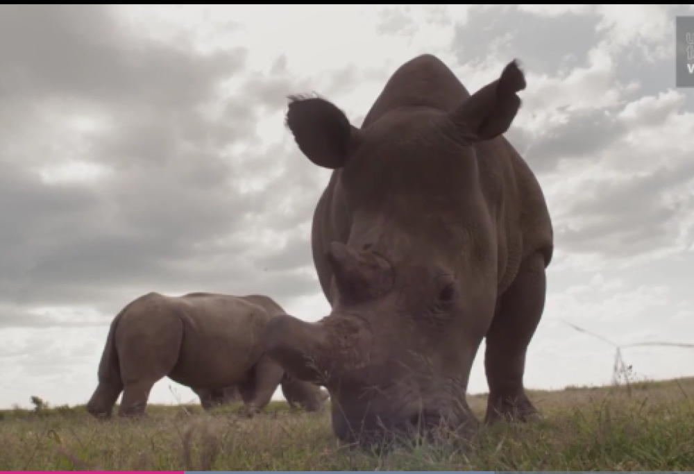 Scopri l’incredibile storia del rinoceronte bianco… che cerca l’anima gemella su Tinder
