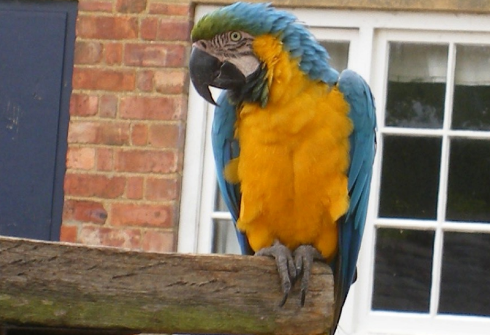 Il pappagallo incastra il marito infedele