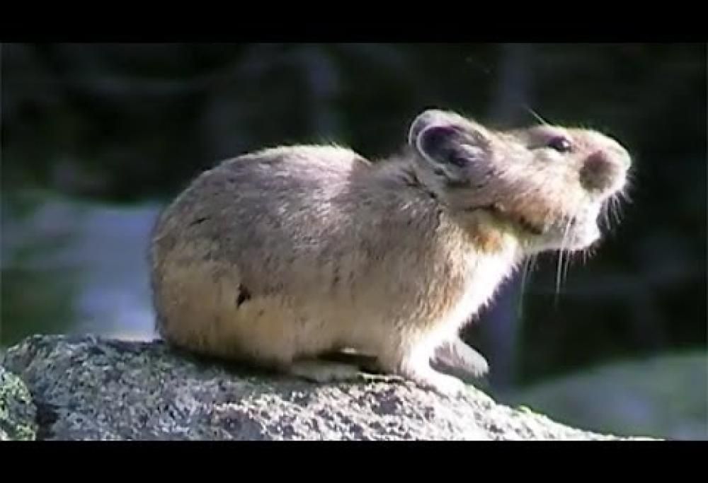 Scoprite il cucciolo più timido e buffo del pianeta: il pika