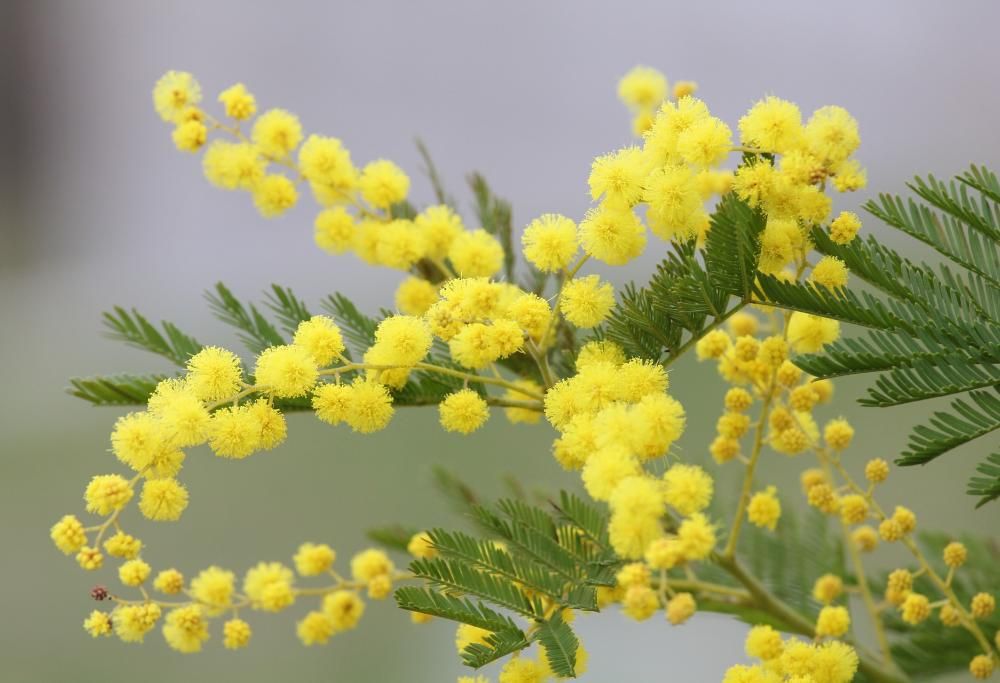 Mimosa anche a tavola! Ecco alcune ricette davvero ghiotte…