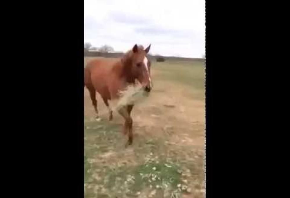 Il cavallo più galante del mondo! Guardate come si comporta con la compagna…