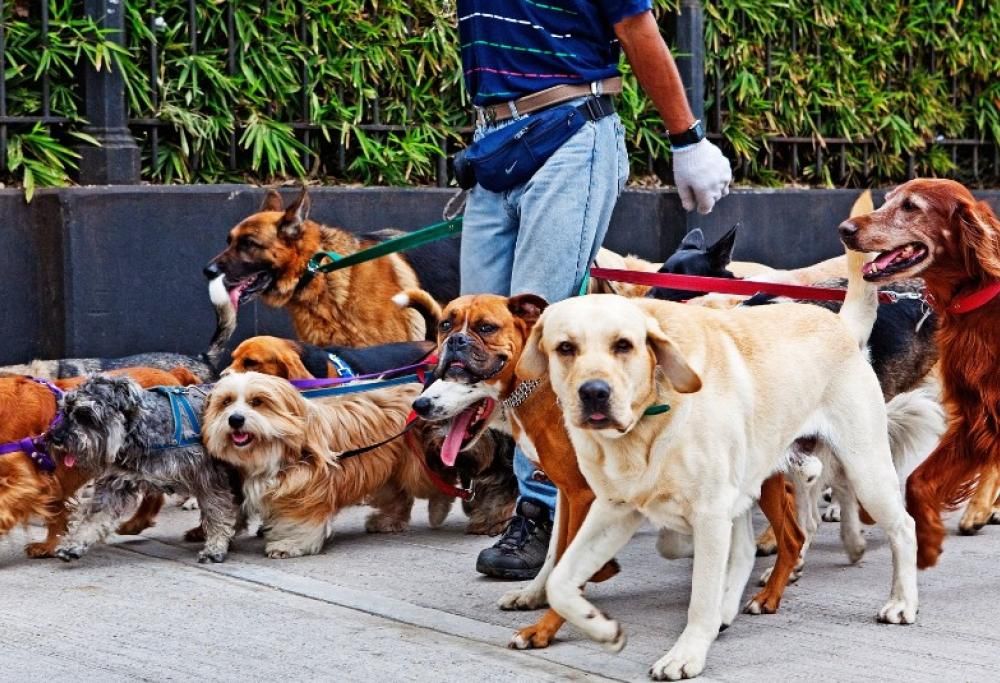 Cani. Il vademecum del Ministero per padroni e dog sitter