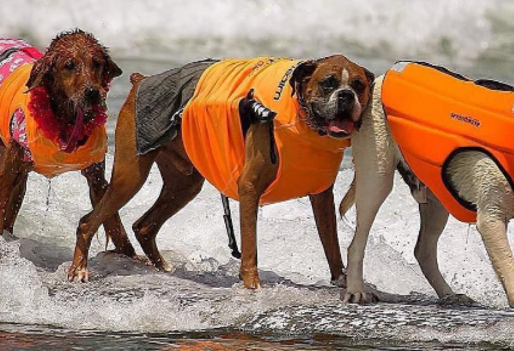 Cani in surf. In California tutti pazzi per il “Surf City Surf Dog”