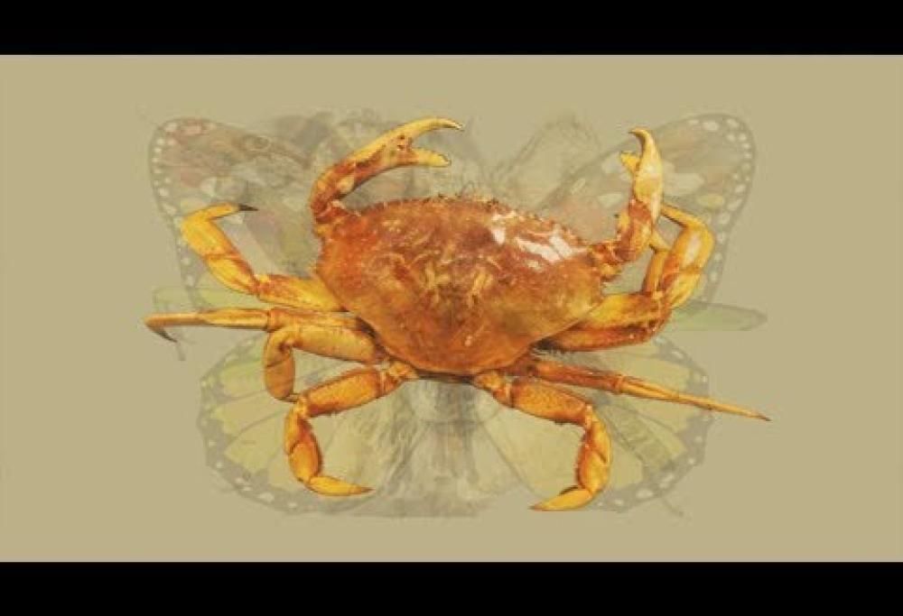 Guarda attentamente questa immagine. Quel  che vedi ti rivelerà la tua personalità