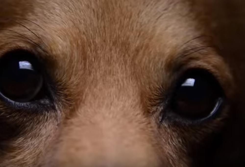 L’industria cinese del pellame