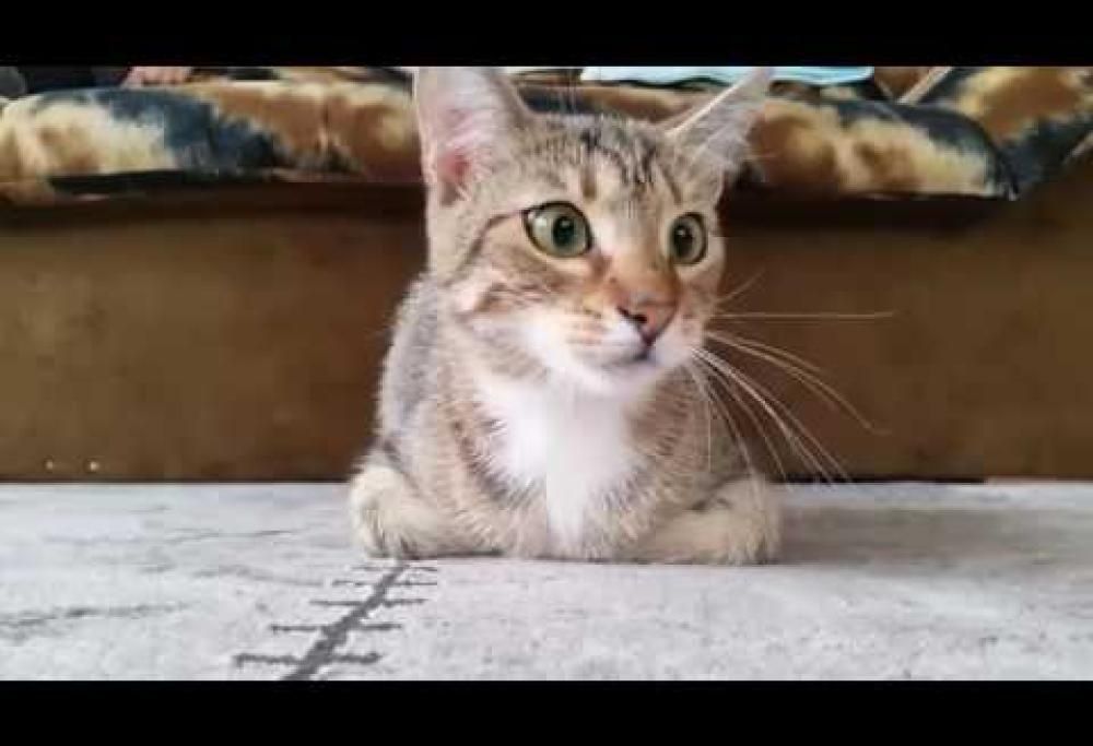 Un gatto guarda un film horror. La reazione è quasi umana!