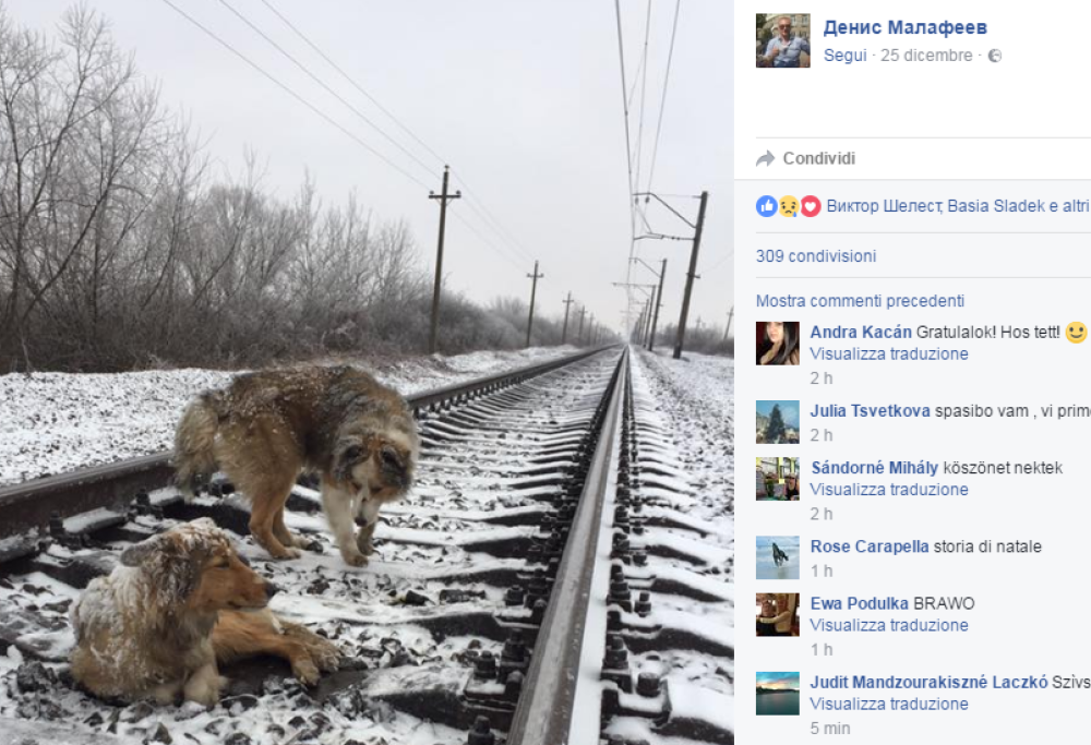 Amore a quattro zampe. Il cane protegge la compagna ferita durante il passaggio del treno
