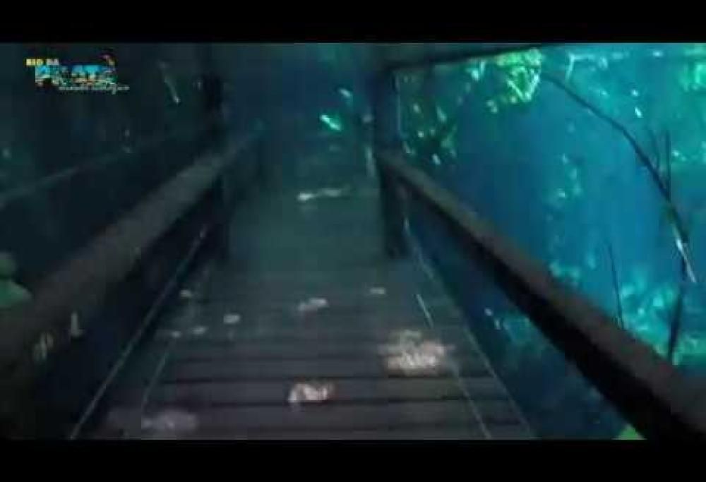 Un mondo fiabesco: le spettacolari immagini della foresta  sommersa dall’acqua