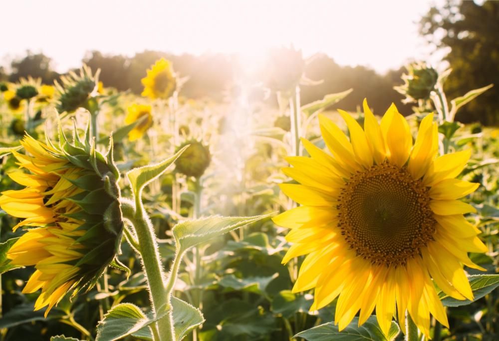 Quanto basta per essere felici in 5 colorati disegni