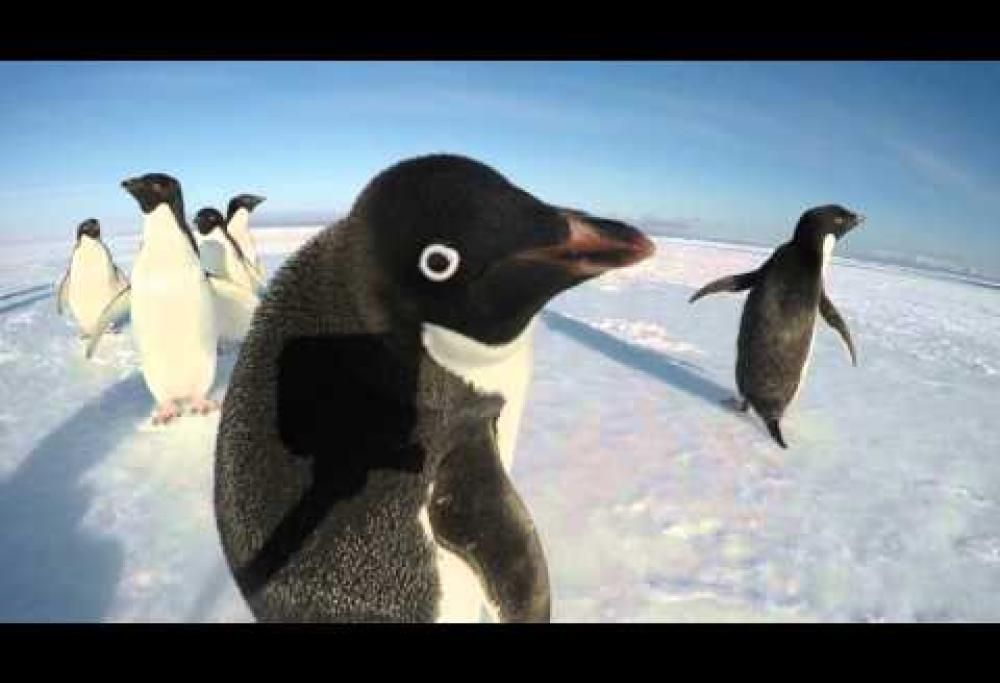 10 video di pinguini che vi regaleranno buon umore