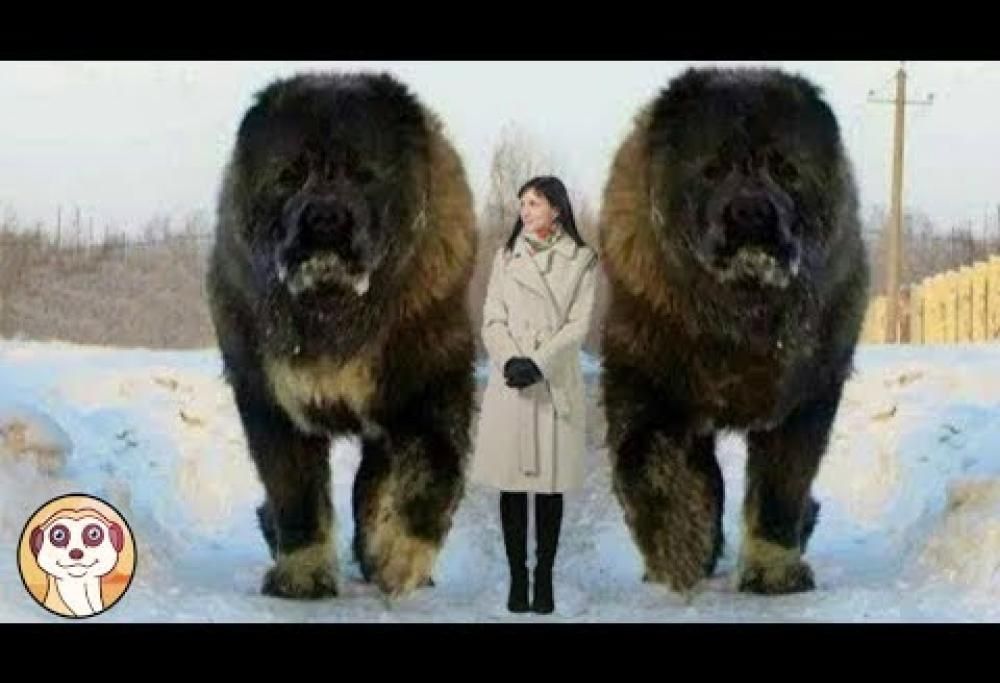 I 10 cani più grandi del mondo