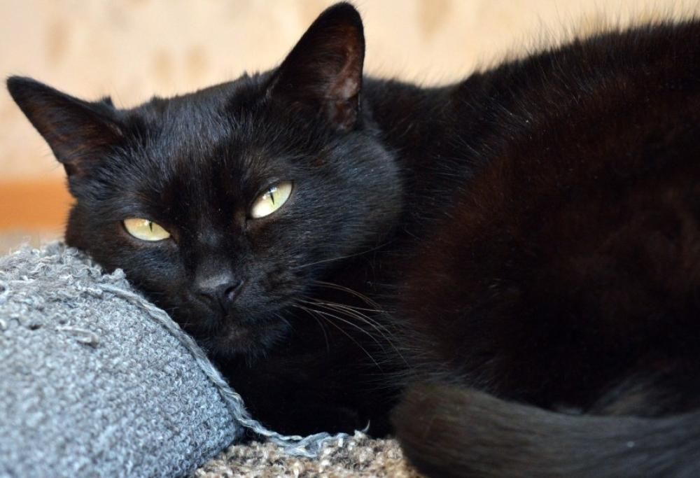 Gatto Nero Day. Oggi è la giornata dedicata ai gatti neri italiani
