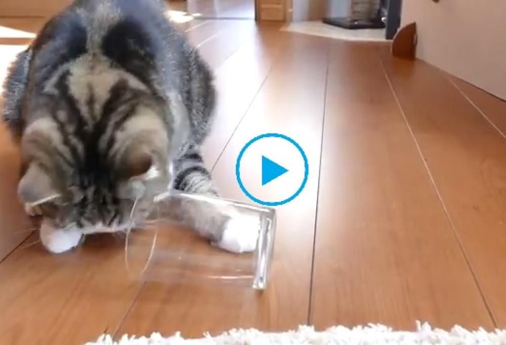 Ecco il test per scoprire se il tuo gatto è mancino o destrorso