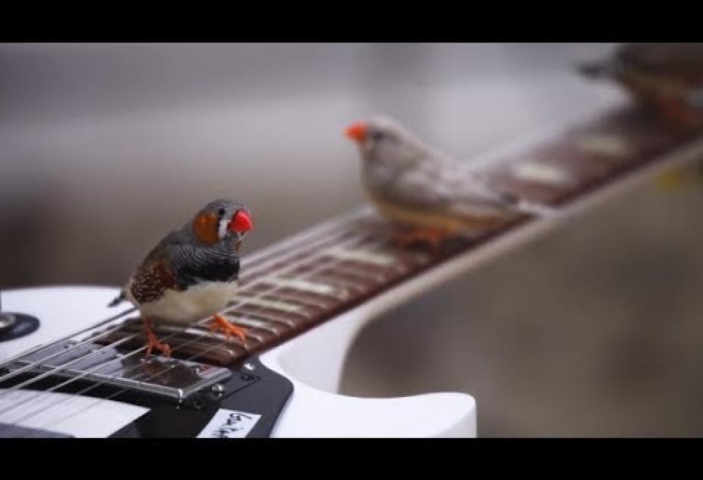 Che musica fanno 70 uccellini che suonano la chitarra elettrica?