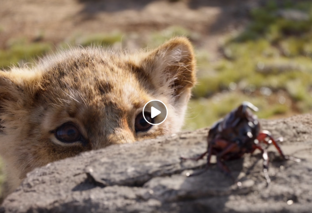 Il Re Leone. Ecco il nuovo trailer del live action firmato Disney