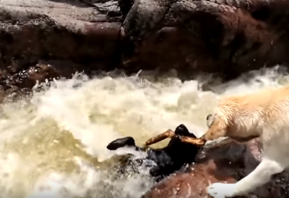 Cane-eroe salva l’amico dalla corrente del  fiume