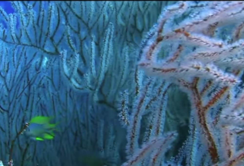 Le meraviglie del mare: lasciati affascinare dal trailer!