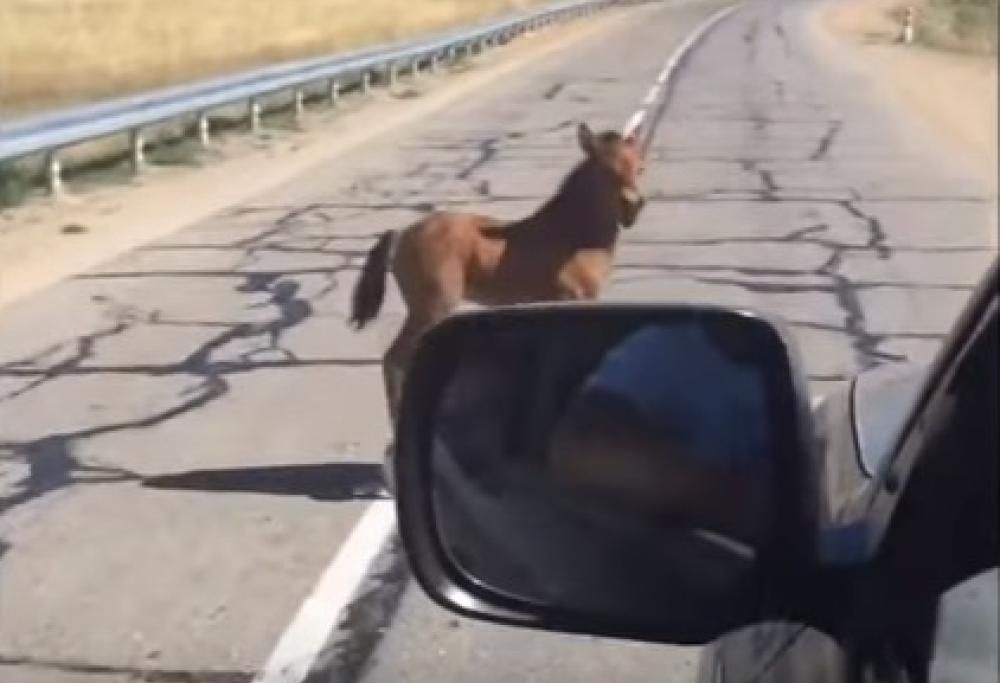 Cavallino rischia la vita, ma un automobilista compie un gesto bellissimo.