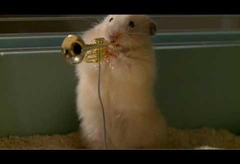 Quando i criceti suonano il jazz