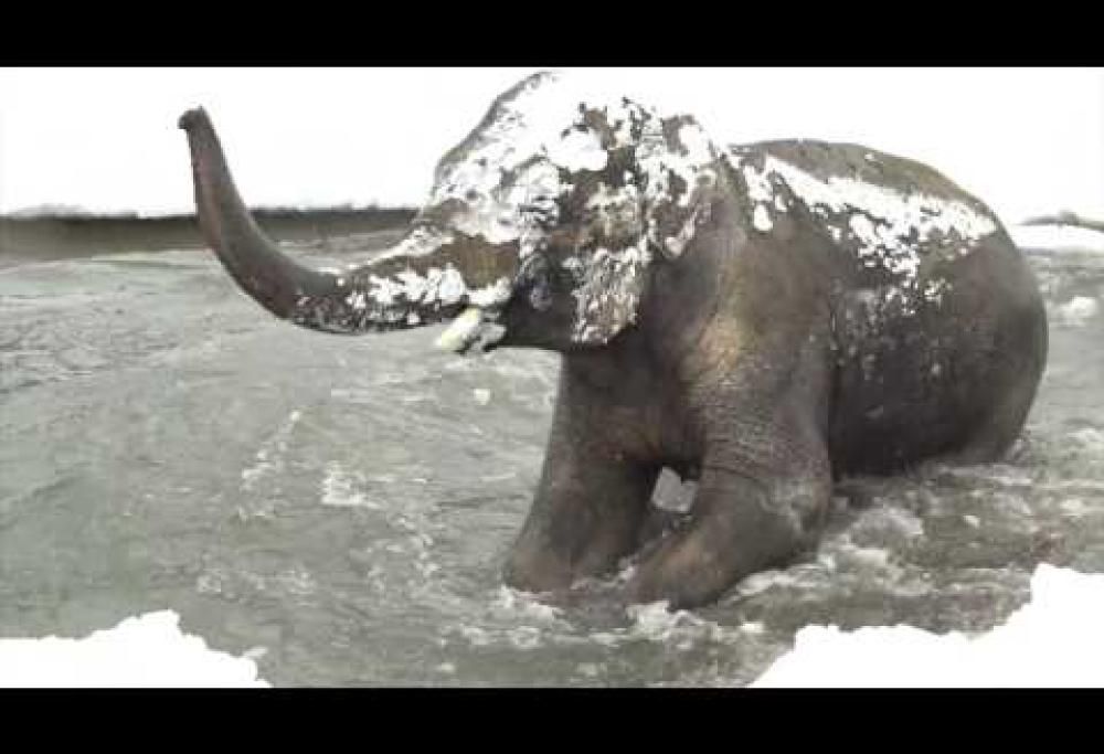 Cade la prima neve e l’elefante si dà alla gioia: il video