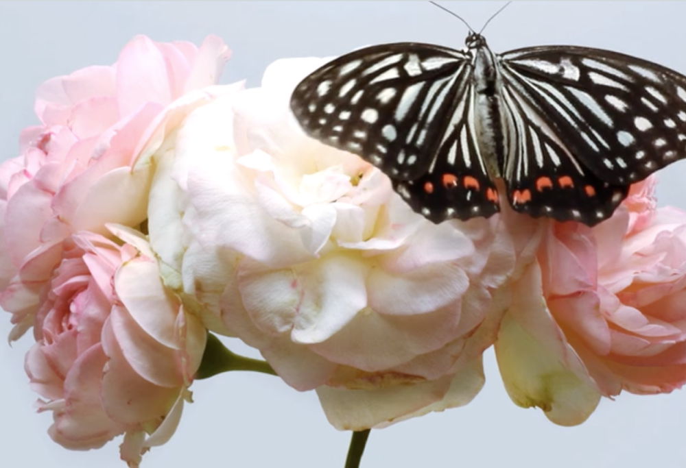L’emozionante danza di fiori e insetti: il video che vi commuoverà
