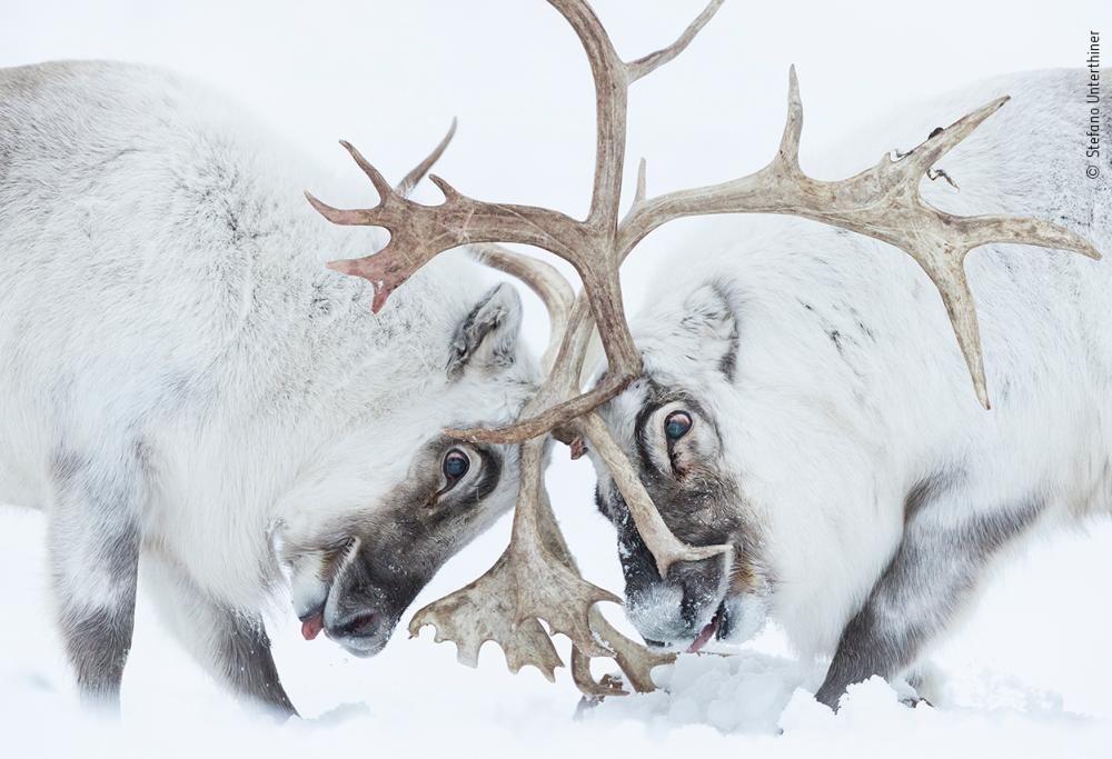 Wildlife Photographer of the Year