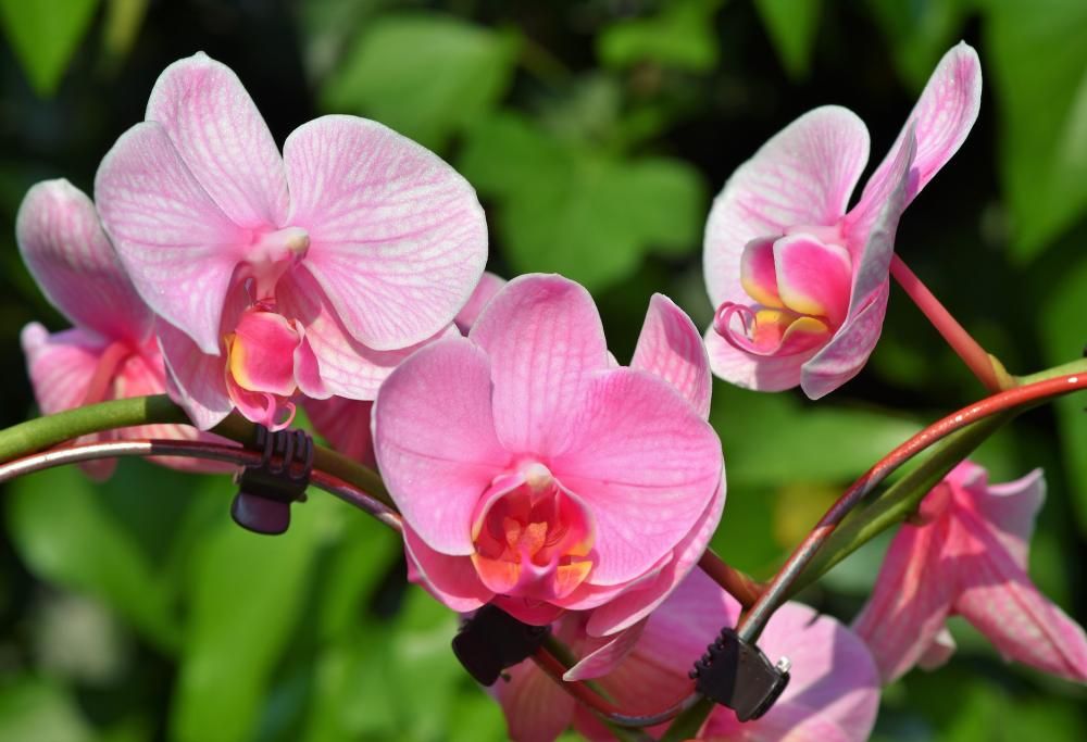 Anche voi siete killer di orchidee? 4 consigli per non esserlo mai più!