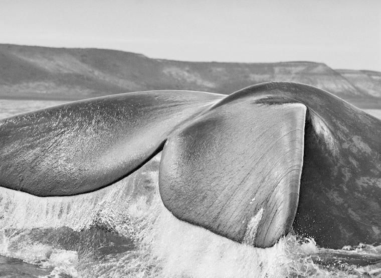 Sebastião Salgado: Genesi. RMC è radio ufficiale