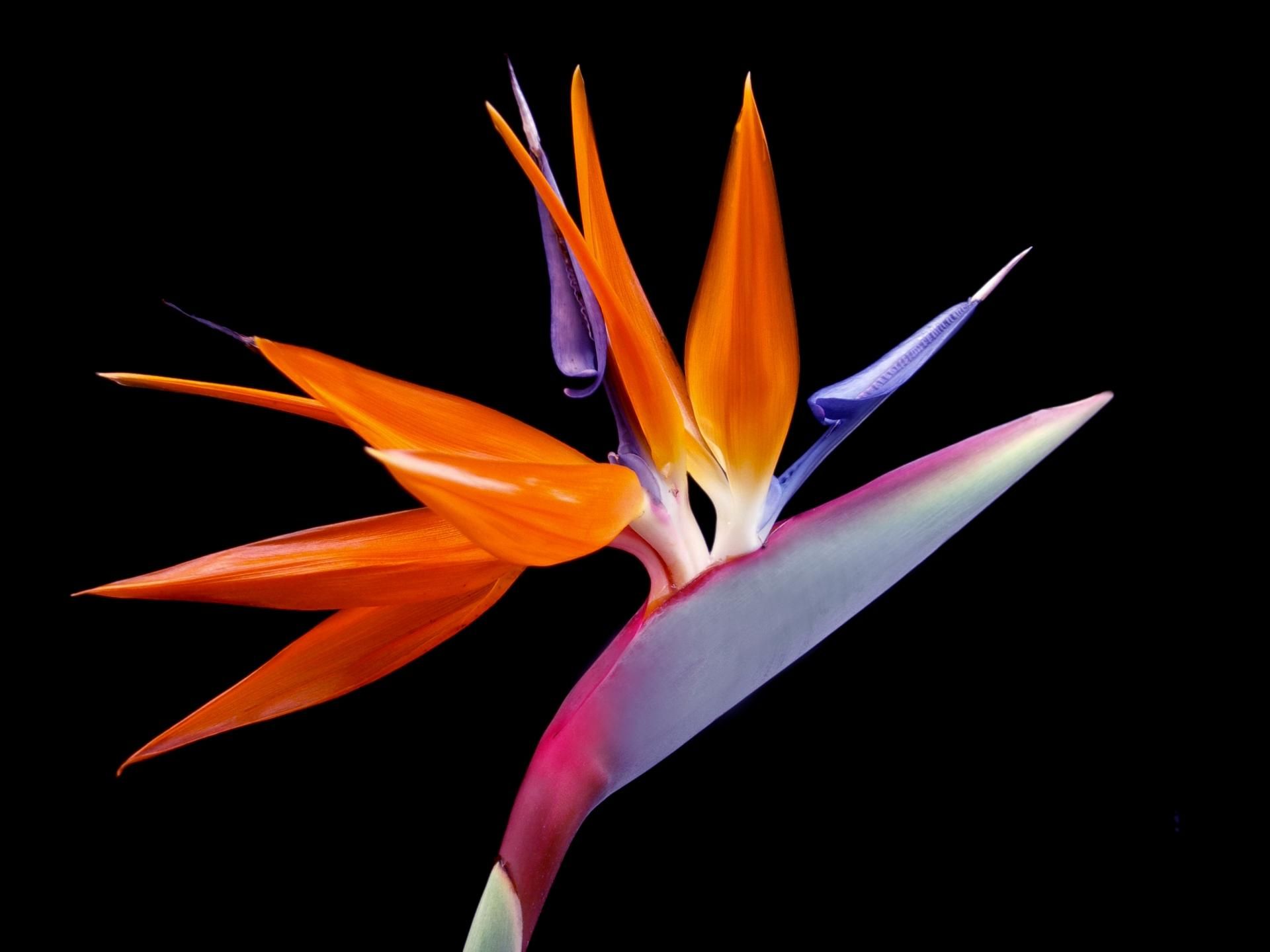 EUROFLORA 2022 Rarità e Bellezza